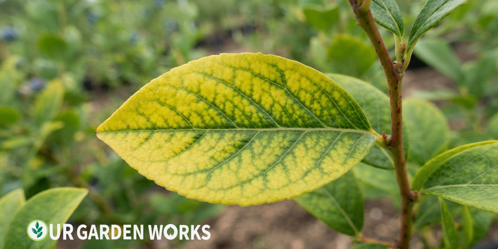 Yellow leaves on blueberry bush — iron chlorosis with green veins on yellow leaf